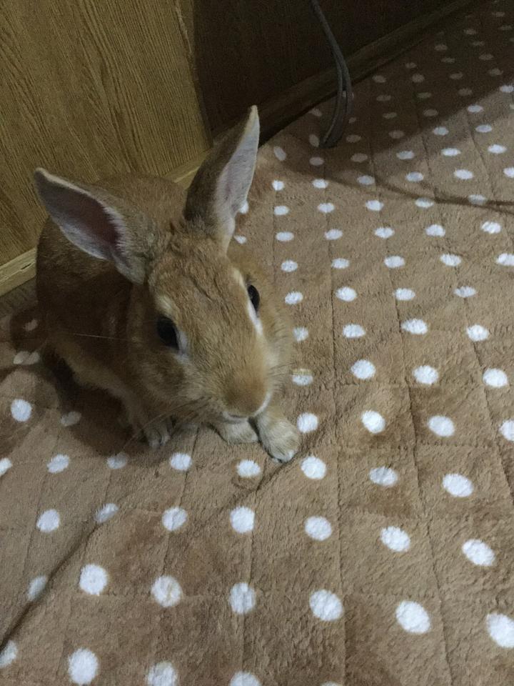 電気カーペットのカバーは〜