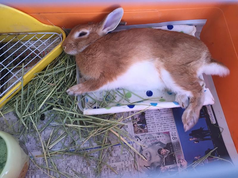 お昼寝とんすけ