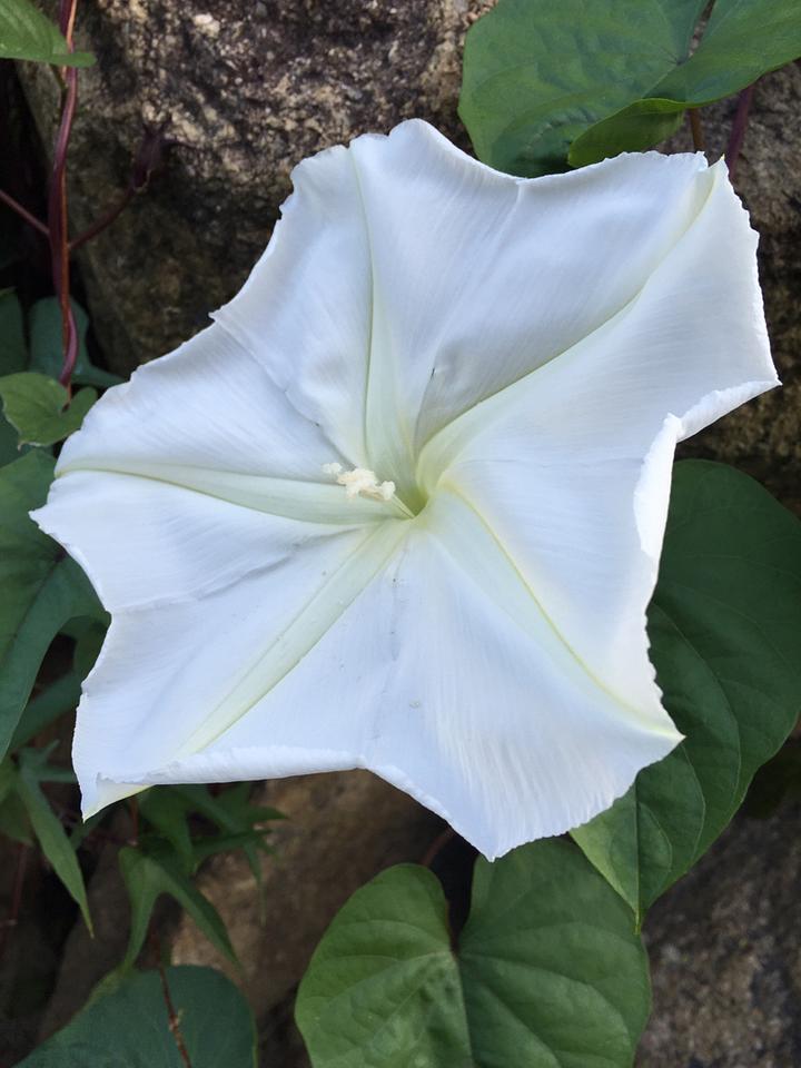 朝までしっかりと