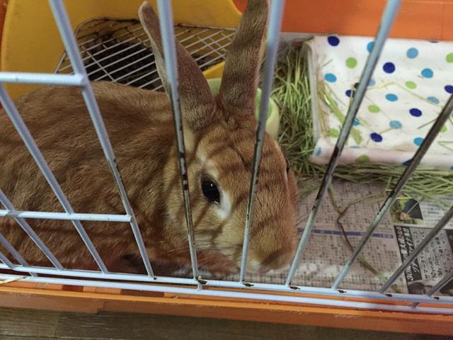 今日も、とんすけ元気ダヨ