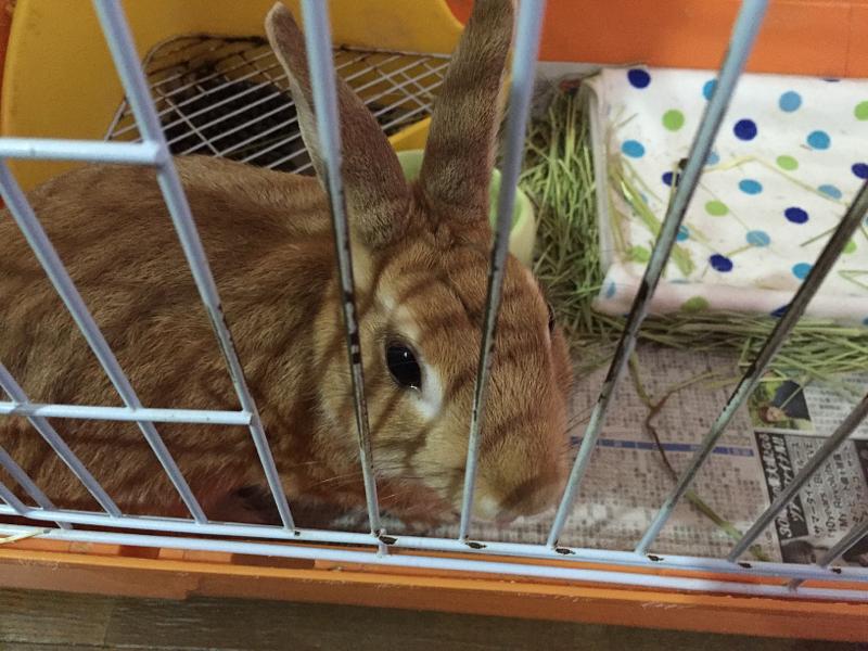 今日も、とんすけ元気ダヨ