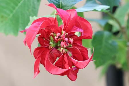 ポインセチア展