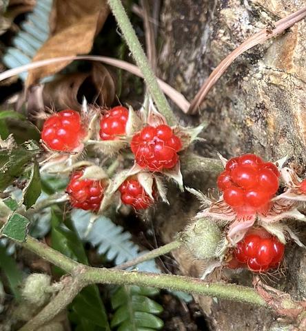 たまちゃんのアバター