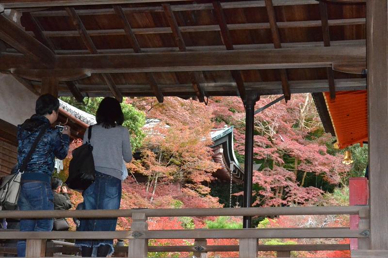毘沙門堂の紅葉は、来週見頃かしら