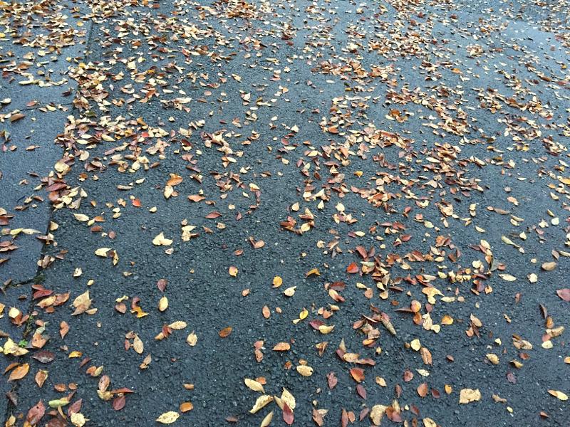 落葉見て、者悲しくなるのは秋のせい