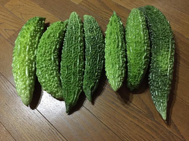 大量のゴーヤGET