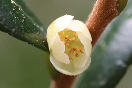 ハマヒサカキの雄花と雌花