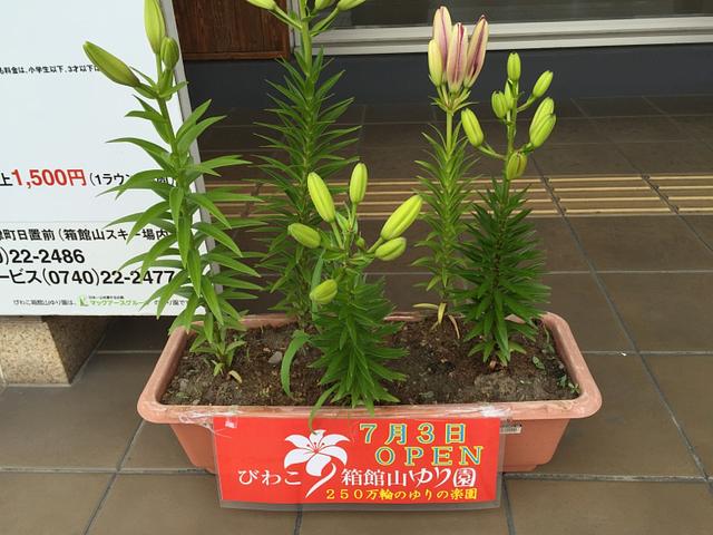 琵琶湖函館山百合園