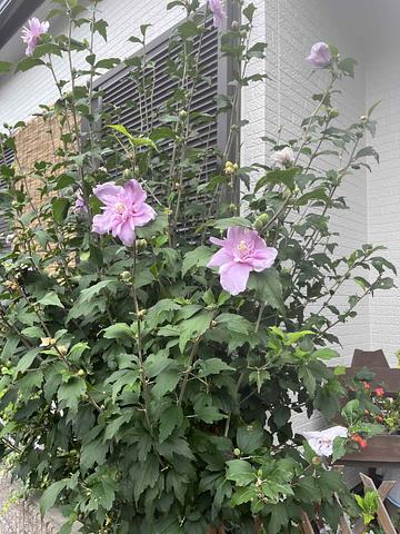 相模原障害者殺傷事件に思う　2016/08/01　