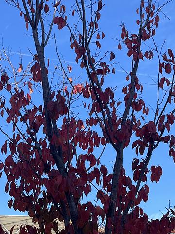 衆議院選挙に行くことが唯一の選択　2014/12/01