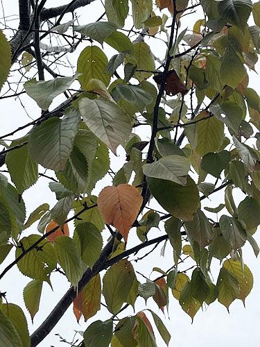 政治活動と市民運動・市民活動　2014/11/01