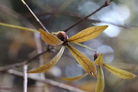 旅立ち近し「ツクバネ」？