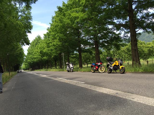 メタセコイア並木