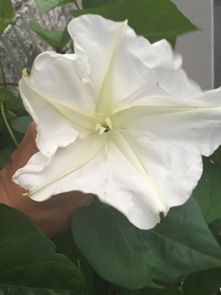 台風に負けずに花が咲いた