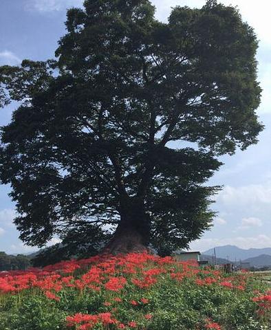 鮮やかなり！青・白・赤