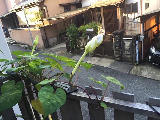朝顔の蕾