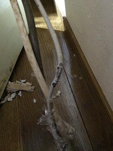 また電線囓られた