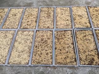 種つけフウケイ