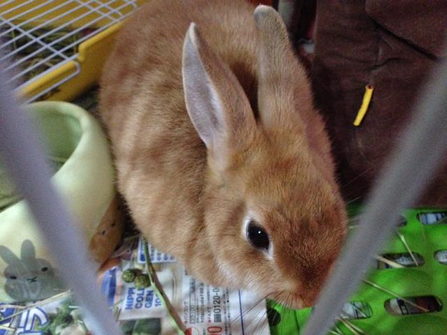 ネザーランドドワーフ とんすけ