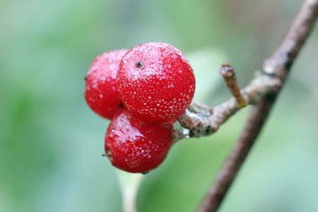 この時期に食用にもなり、実る果実