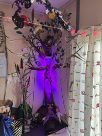 ハロウィーンパーティをしました