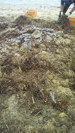 藻の山（2012吉里吉里クリーンＰ第 3 期 6/14～18）