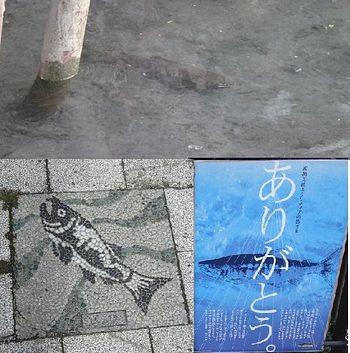 大槌町の源水川の今年の鮭、見てきました（吉里吉里クリーンＰ第 5 期  9/28～10/2）