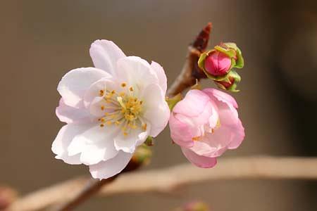 秋、冬に咲く桜！