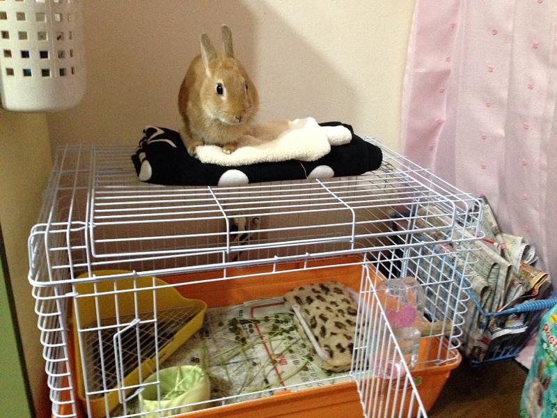 登ったら降りれない！