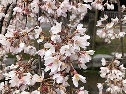 4月のレッスン日