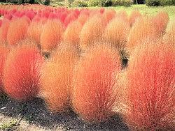 11月のレッスン日