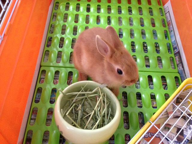 ネザーランド・ドワーフ