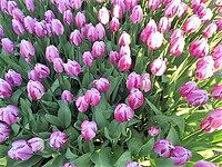 中学生　生徒募集