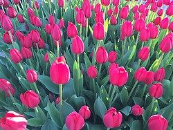 1月のレッスン日