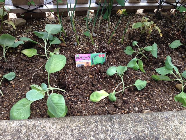 夏どりキャベツ