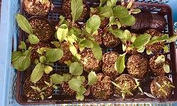 ５月のレッスン日