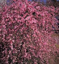 4月のレッスン日