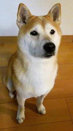 1月のレッスン日