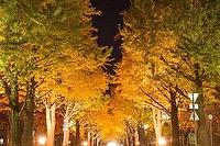 11月のレッスン日