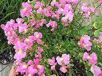 6月のレッスン日