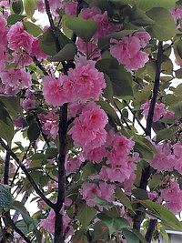 5月のレッスン日