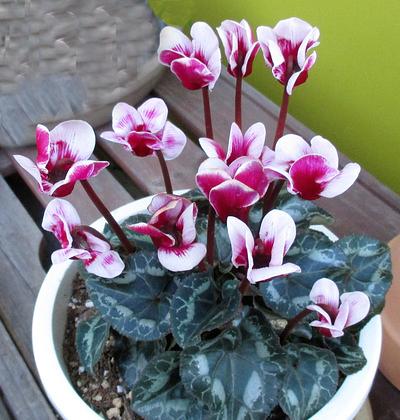 １月のレッスン日