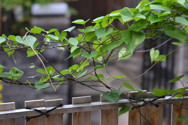 ＳＩＧＭＡ　７０－３００ｍｍ