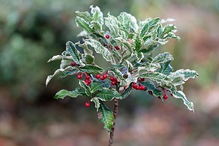 植物園で気になった「斑入りマンリョウ」と「ヤツデ」