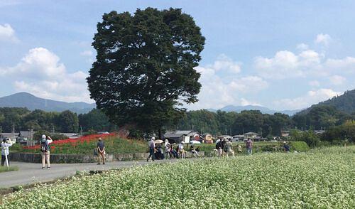 そばの花満開！