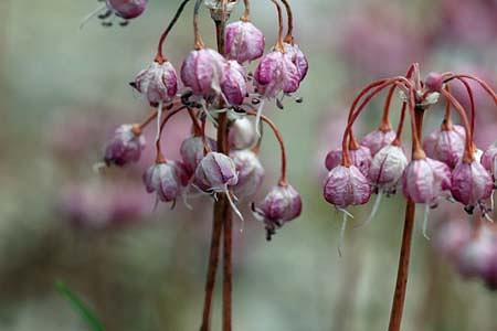 絶滅危惧Ⅱ類に指定されているの「キイイトラッキョウ」