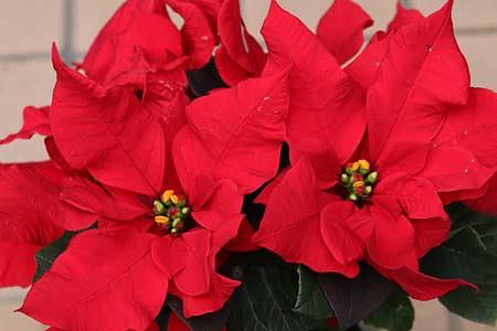 わが家のクリスマスカラー「ポインセチア」