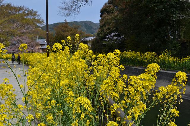 菜の花