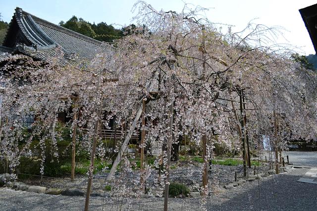 枝垂れ桜