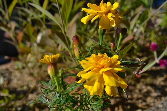 さすが一眼レフ